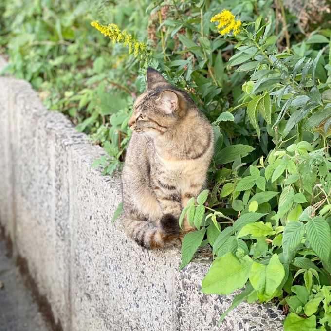 猫ちゃん